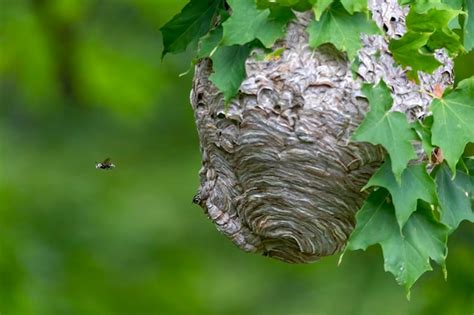 Premium Photo | Baldfaced hornet nest on a tree in the park