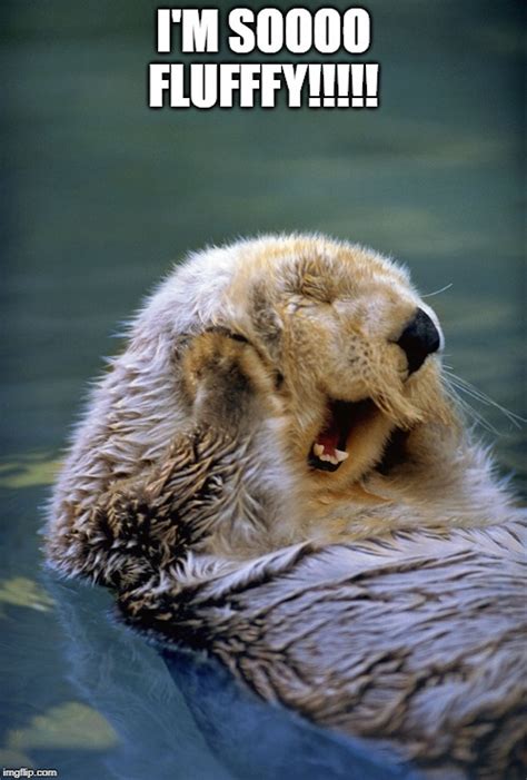 Satisfied sea otter - Imgflip