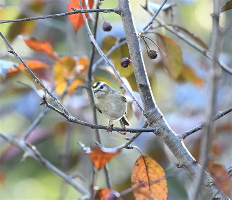 eBird Checklist - 5 Oct 2021 - Deck - 14 species