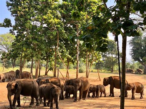 Amazing - Review of Elephant Transit Home (ETH), Udawalawe National Park, Sri Lanka - Tripadvisor