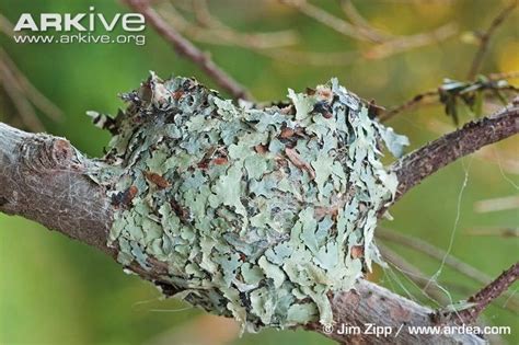 ruby throated hummingbird nest - Google Search | Hummingbird nests, Hummingbird photos, Ruby ...