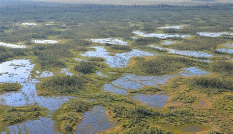 Protecting peatlands pivotal for climate and biodiversity goals, scientists say | Canada's ...