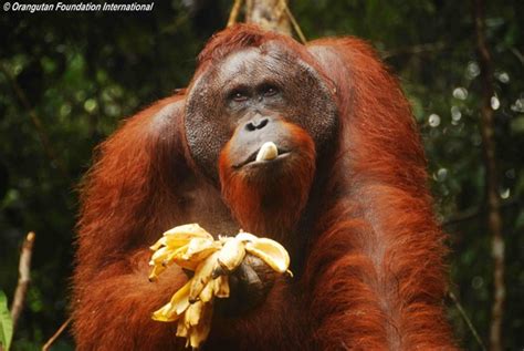 Bornean Orangutan | Animal Wildlife