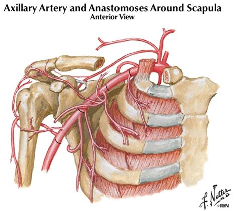 Axillary Artery branches Diagram | Quizlet