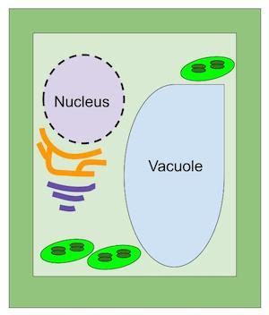 Plant Cell Nucleus | Definition, Function & Structure - Video & Lesson Transcript | Study.com