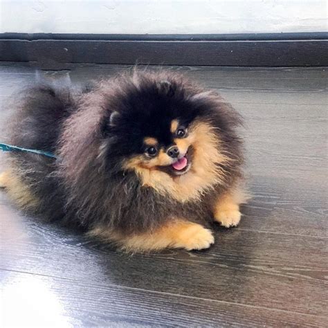 Teacup Pomeranian | Real Truth Behind The Miniature Pomeranians