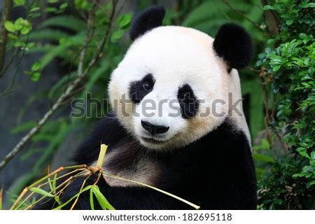 Panda Bear Eating Bamboo Shoot Stock Photo 182695118 : Shutterstock