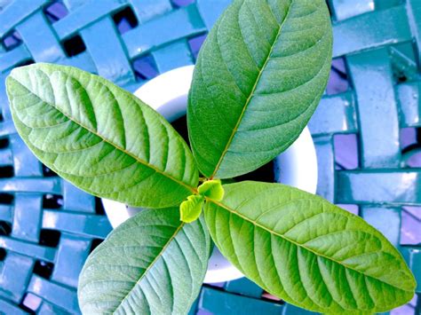 How To Propagate A Guava: Learn About Guava Reproduction