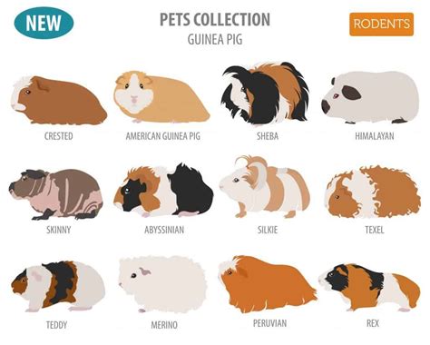 Guinea pig breeds chart – Artofit