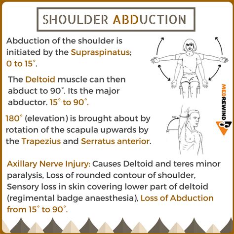 Shoulder Abduction Muscles