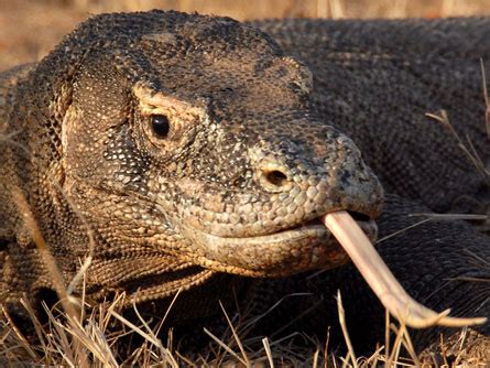 World’s largest lizard is venomous too | Science News for Students