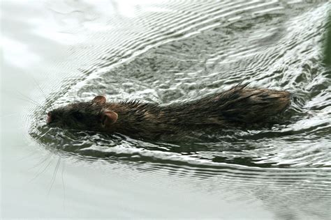 Swimming Rat | Swimming Rat Never realised that a rat was so… | Flickr