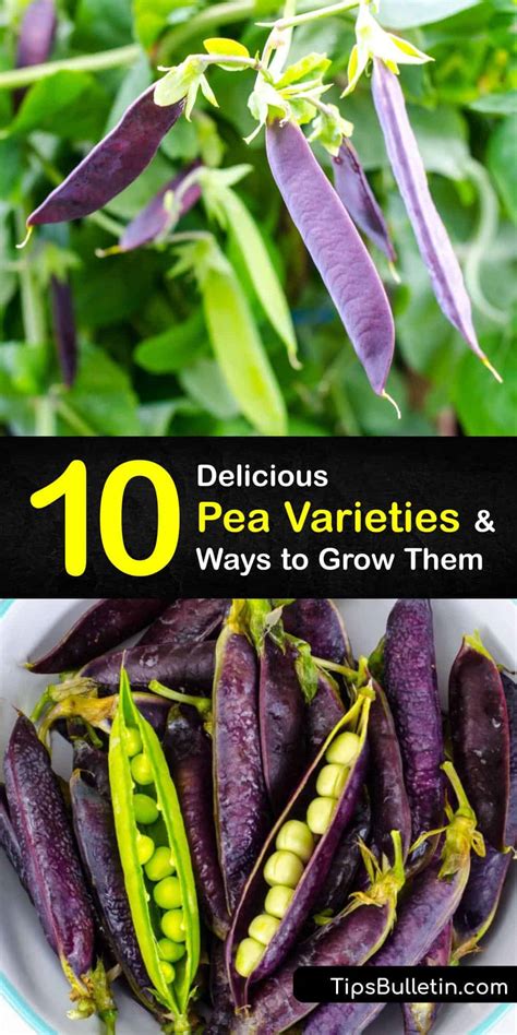 Varieties of Peas - Fascinating Types of Pea Plants