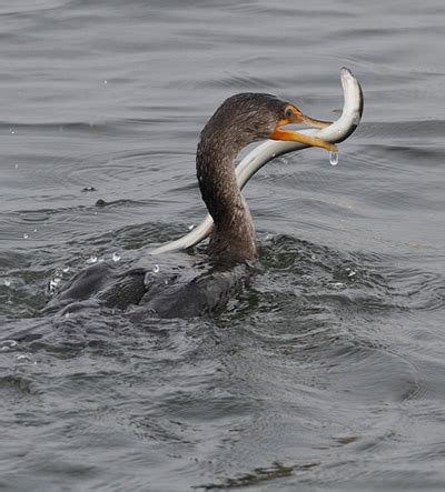 New Hampshire Bird Records » New Hampshire Birding Resources