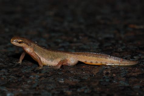 Yorkshire Field Herping and Wildlife Photography: Now For The Amphibians