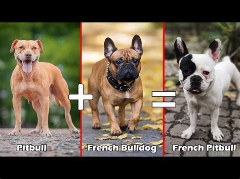 Pitbull Mixed With French Bulldog