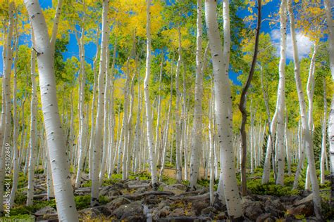 Earth's largest living organism, Pando aspen grove, near Fish Lake, Utah Stock Photo | Adobe Stock