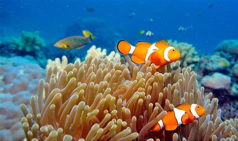 Clownfish, Great Barrier Reef Australia | ピクセル