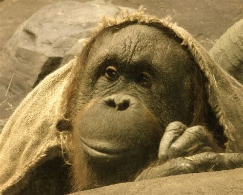 The Orangutans That Served as Inspiration for Maurice in 'Dawn of the ...