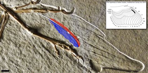 Oldest Fossil Feather Ever Found Came From The Archaeopteryx Dinosaur, Study Confirms : ScienceAlert