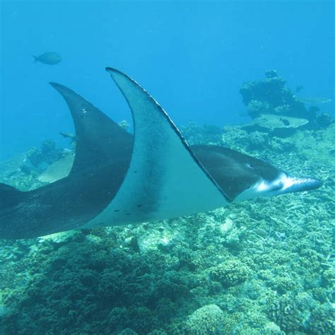 Phoenix Islands Protected Area - UNESCO World Heritage Centre