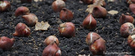 Bulb planting tips - Tulips in Holland