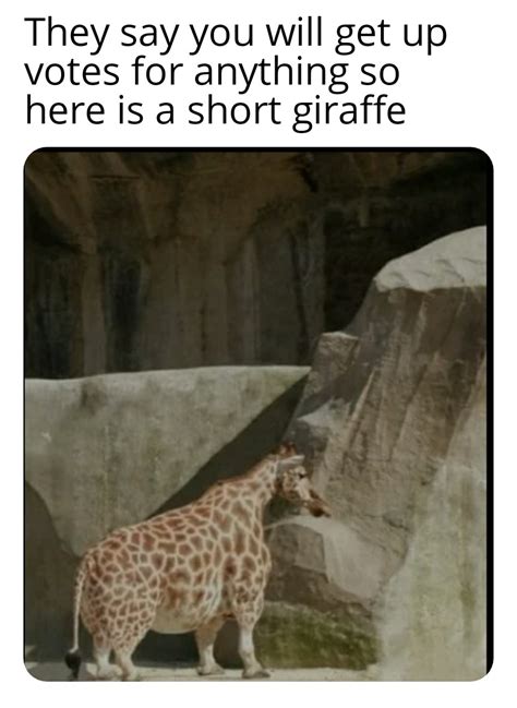 Short Giraffe : r/memes