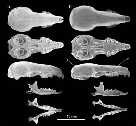 A new species of shrew (Soricomorpha: Crocidura) from West Java, Indonesia