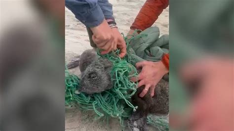 Helpless seal pups reunite and cuddle after being rescued from net