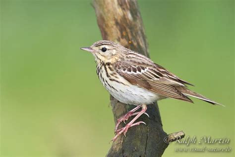 Tree pipit - Alchetron, The Free Social Encyclopedia