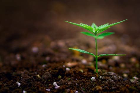 It Was Just a Matter of Time: GMO Cannabis on Its Way - Cannadelics