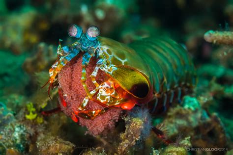 Peacock Mantis Shrimp | Peacock Mantis Shrimp (with eggs) / … | Flickr