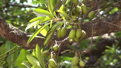 இலுப்பை மரம்(Mahua Tree) | YIB