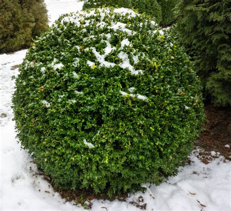 5 Beautiful Evergreens To Grow For Winter Interest In Your Yard!