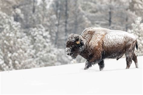 Winter Bison Wallpapers - Wallpaper Cave