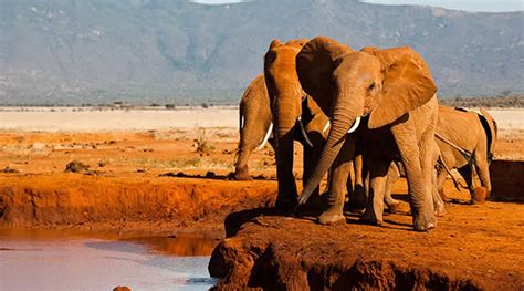 2 days Tsavo east and west safari | kenya safari , tsavo safari