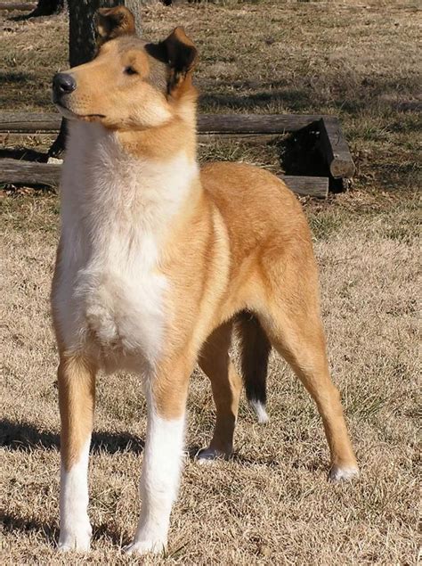 Smooth Collie Puppies Near Me - Beautiful AKC Collie Puppies (Lassie type)Updated 3-5-15 ...