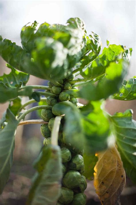 Growing Brussels Sprouts in Containers and Pots