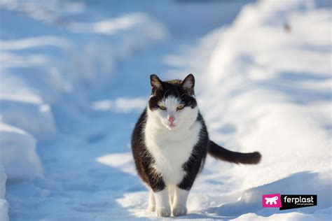 Cats and Snow - Cats Behavior When It Snows