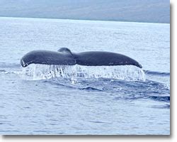 Molokai Fish and Dive - Molokai Whale Watching