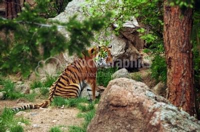 Royal bengal tiger in its natural habitat - Animals And Pets - Stock ...