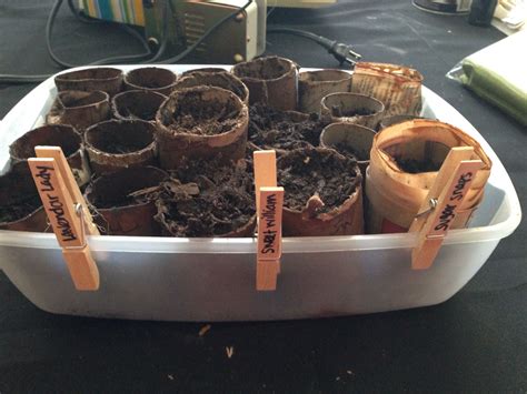 Got my seedlings started in biodegradable "pots" (toilet paper rolls ...