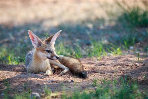 Cape fox stock photo. Image of scavenger, chama, habitat - 13719992