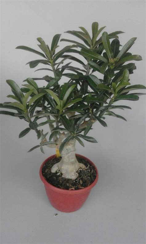 Green Garden Adenium Plant at Rs 135/piece in Pune | ID: 18137978655