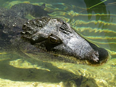 Spectacled Caiman - ZooChat