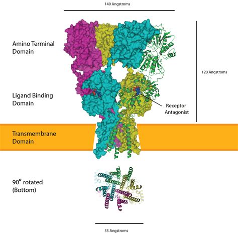 AMPA receptor - Wikipedia