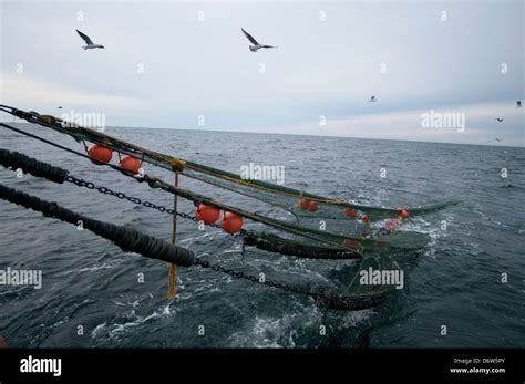 Hauling back dragger net on fishing trawler. Stellwagen Banks, New England, United States, North ...