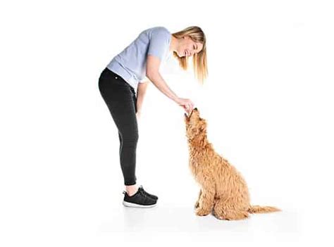 Labradoodle Progression: Growth, Milestones, and Training Tips - A-Z Animals