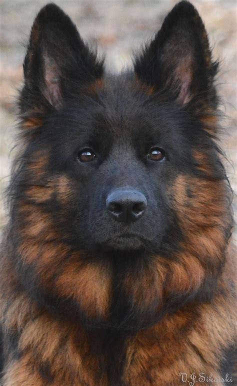 Long Coat German Shepherd, German Shepherd Puppies, German Shepherds ...