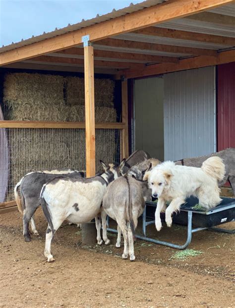 Baby Donkey Care | Thermaland Oaks